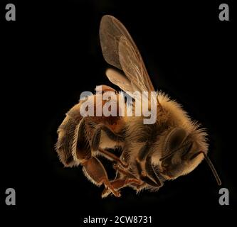 API mellifera e Verroa2 2019-09-06-19.00.03 ZS Pmax UDR Foto Stock