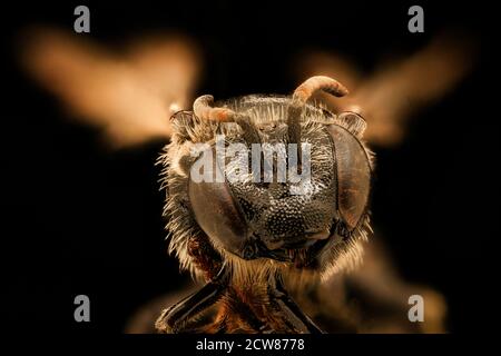 Macropis rotulata, f, face, Bath County, VA 2019-10-21-17.11.07 ZS Pmax UDR Foto Stock