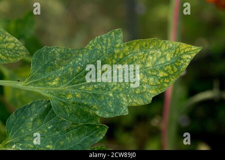 Acaro ragno a due punti o ghiasshouse (Tetranychus orticae) che bronza e pascoli danni alla superficie superiore delle foglie di pomodoro, Berkshire, agosto Foto Stock