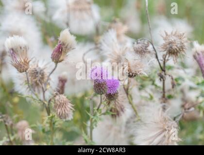 Primo piano di fiori & piuma thistledown di campo Thistle / Creeping Thistle - Arvense Cirsium. È un'erbaccia agricola nociva e fastidiosa. Foto Stock