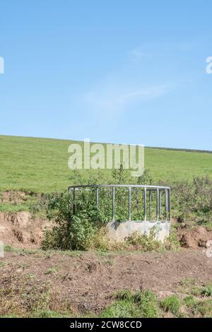 Allevamento circolare di bestiame in campo soleggiato con cielo blu e circondato da nettles / Urtica dioica. Per l'industria zootecnica del Regno Unito, & letto di nettle. Foto Stock