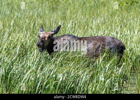 Pascolando Moose (Alces alces) a Moose Pond, Grand Teton National Park Foto Stock