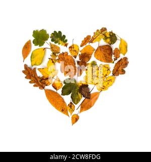 Collezione colorata di foglie autunnali come un cuore come un sfondo Foto Stock
