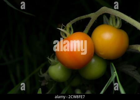 1 - quattro succosi pomodori da giardino coltivati in casa crescono di fronte a uno sfondo scuro. Ognuno si trova in una fase diversa della maturazione. Foto Stock