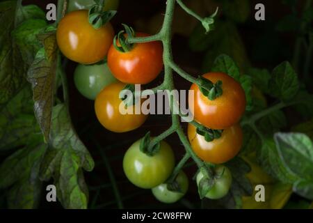 2 - pomodori ciliegini di prugna maturati naturalmente su una pianta di pomodoro. Vari colori vibranti come i pomodori maturano. Cibo sfondo Foto Stock