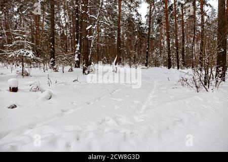 Foresta invernale selvaggia senza persone. Tracce di ruote e pneumatici di un SUV attraverso una deriva da neve. Pista nella neve. Foto Stock