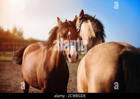 Due cavalli domestici si levano in piedi teneramente l'uno accanto all'altro in un paddock in una fattoria, illuminata dalla luce del sole in una giornata estiva. Bestiame. Foto Stock