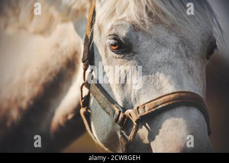 Un ritratto ravvicinato di un bel cavallo domestico bianco con una bretella sul suo muso, il cui occhio è illuminato da un raggio di luce solare brillante. Bestiame Foto Stock