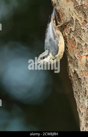 Nuthatch eurasiatico (Sitta Europaea) Foto Stock