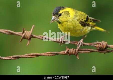 Adulto maschio Eurasian Siskin (Carduelis spinus) appollaiato su arrugginito spinato cablato. Galles, agosto 2020. Foto Stock