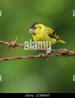 Adulto maschio Eurasian Siskin (Carduelis spinus) appollaiato su arrugginito spinato cablato. Galles, agosto 2020. Foto Stock