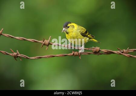 Adulto maschio Eurasian Siskin (Carduelis spinus) appollaiato su arrugginito spinato cablato. Galles, agosto 2020. Foto Stock