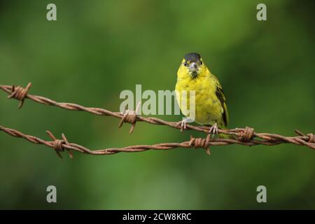 Adulto maschio Eurasian Siskin (Carduelis spinus) appollaiato su arrugginito spinato cablato. Galles, agosto 2020. Foto Stock