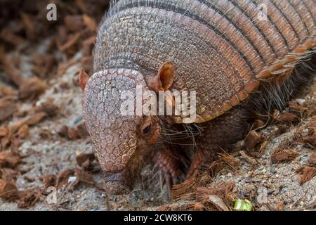 Urlando armadillo peloso / piccolo armadillo urlante (Chaetophractus vellerosus), armadillo burrowing nativo del Sud America Foto Stock