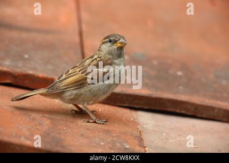 Female House Sparrow (Passer domesticus) su tegole di tetto in argilla. Preso agosto 2020. Foto Stock