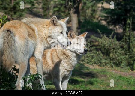 Due lupi nordoccidentali / lupi della Valle di Mackenzie (Canis lupus occidentalis) nella foresta, originaria del Nord America, del Canada e dell'Alaska Foto Stock