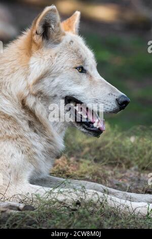 Lupo nordoccidentale / lupo della valle di Mackenzie (Canis lupus occidentalis) sottospecie di lupo grigio originario del Nord America occidentale, del Canada e dell'Alaska Foto Stock