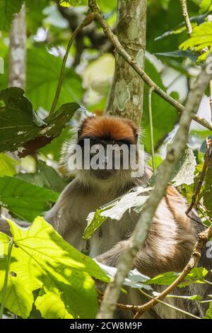 Scimmia colobus rossa selvatica ugandese sul ramo, Kibale National Forest, Uganda. Foto Stock