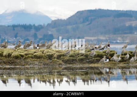 Ricci (Numenius arquata) e ostriche (Haematopus ostralegus) che arrostono su salmarsh. Cromarty Firth, Scozia, aprile 2015 Foto Stock