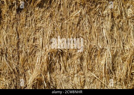 Consistenza della paglia secca in balle rettangolari. Primo piano di balle rettangolari di paglia. Sfondo multitasking naturale. Agricoltura e agronomia. Foto Stock