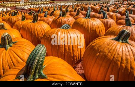Diverse file di diverse forme e colori delle zucche in vendita in un'azienda agricola in una giornata di sole in autunno Foto Stock
