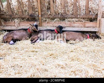 Tre capre brune sono stesi in una penna con paglia sul terreno. Dormono, si rilassano. Spazio di copia Foto Stock