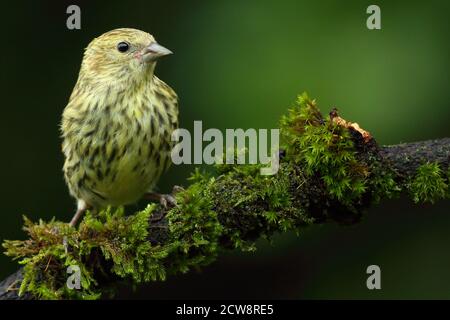 Siskin eurasiatico giovanile (Carduelis Spinus) che mostra un piumaggio immaturo. Galles, agosto 2020. Foto Stock