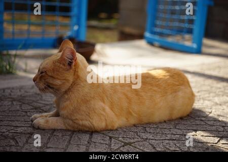 gatto zenzero che riposa all'aperto in una giornata estiva Foto Stock