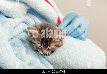 Veterinario in guanti in ascolto con stetoscopio battito cardiaco del gatto, tabby gattino. Gatto poco malato su plaid blu. Clinica veterinaria, veterinario Foto Stock