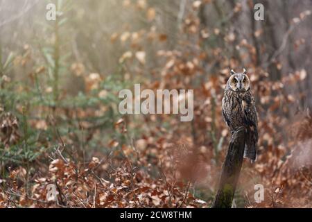 Owl dalle orecchie lunghe sta posando su un tronco d'albero guardando la macchina fotografica. Autunno foresta colorata è sullo sfondo. Foto Stock