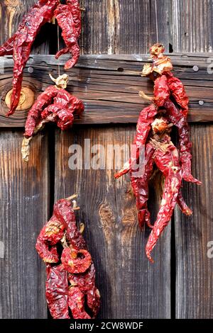 peperoncino rosso peperoni capsicum annuum appeso ad asciugare nel sole sulla porta di fienile di legno per l'uso come paprika zala contea ungheria Foto Stock