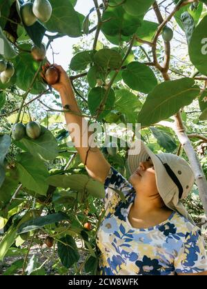 donna che raccoglie tamarillo, conosciuto come pomodoro dell'albero, giorno di sole Foto Stock