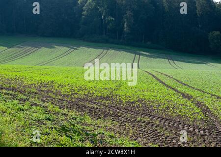 un campo agricolo con giovani piante di ortaggi su un giornata di sole in autunno Foto Stock