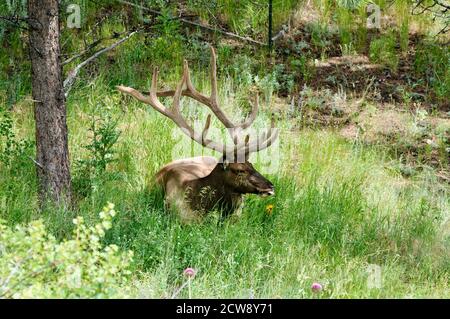 Elk o Wapiti, riposante all'ombra sotto un albero nelle Montagne Rocciose in Colorado, Stati Uniti. Foto Stock