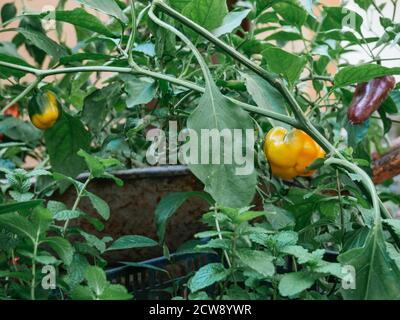 coltivare ortaggi in elementi riciclati, colture urbane, peperoni Foto Stock