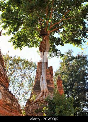 Sminuzzando la vecchia pagoda di pietra con l'albero che cresce fuori di esso a Dien situato sul lato sud-occidentale del lago di Inle, Myanmar Foto Stock