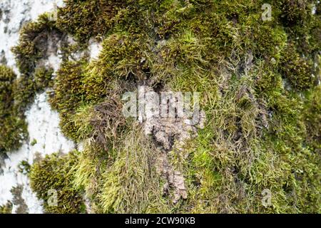Chiocciatura tronco di albero, sopravissuto con muschio verde sul lato nord. Texture. Foto Stock