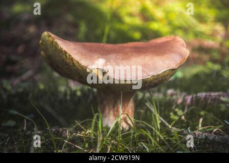 Funghi che crescono nella foresta Foto Stock
