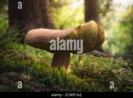 Funghi che crescono nella foresta Foto Stock