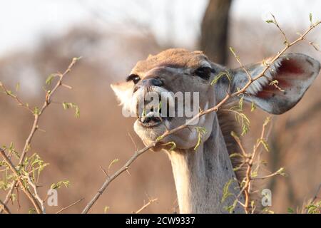 Fauna africana Foto Stock