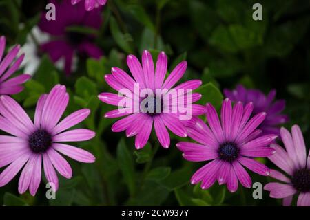 Fiori africani Daisy dai colori vivaci Foto Stock