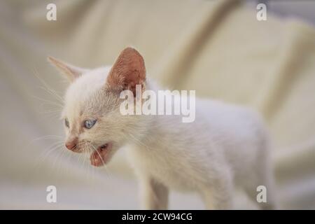 Puppy bianco peloso gatto meowing Foto Stock