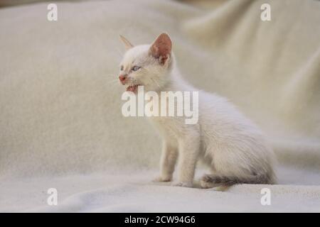 Puppy bianco peloso gatto meowing Foto Stock