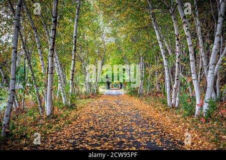 Baldacchino di alberi di betulla in autunno lungo il sentiero con foglie cadute. Foto Stock