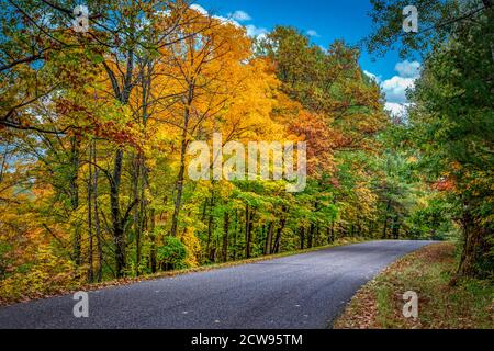 Strada alberata con baldacchino di brillante fogliame caduta. Foto Stock