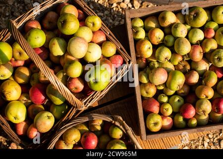 Lotti di mele biologiche raccolte rustiche in cestini nel sole pomeridiano Foto Stock