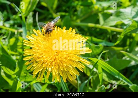 ape sul fiore giallo del dente di leone su uno sfondo verde di erba nel giardino. Foto di alta qualità Foto Stock