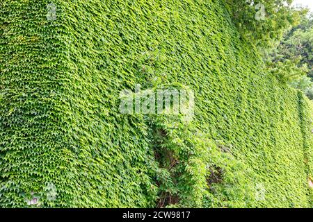 Le uve selvatiche catturarono completamente il muro di una vecchia casa abbandonata, rhythm green faunistico texture. Foto Stock