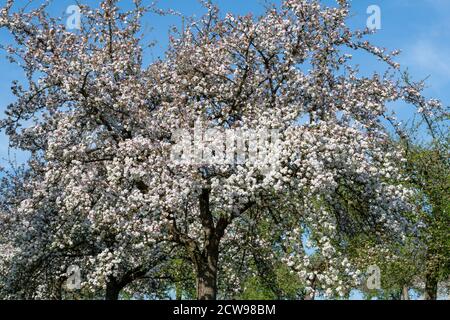 Primo piano di un vecchio albero di mele in fiore Foto Stock