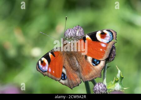 Primo piano di una farfalla di pavone (aglais io) su un fiore Foto Stock